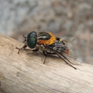 Scaptia sp. (genus) at Conder, ACT - 12 Jan 2019 07:23 PM