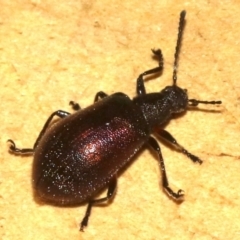 Lagriinae sp. (Subfamily) (Unidentified Long-jointed bark beetle) at Rosedale, NSW - 15 Mar 2019 by jb2602