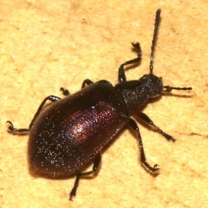 Lagriinae sp. (Subfamily) at Rosedale, NSW - 15 Mar 2019 08:48 PM