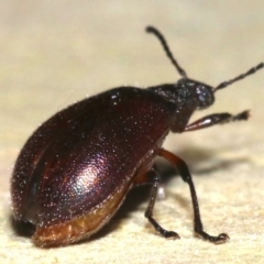 Lagriinae sp. (Subfamily) at Rosedale, NSW - 15 Mar 2019