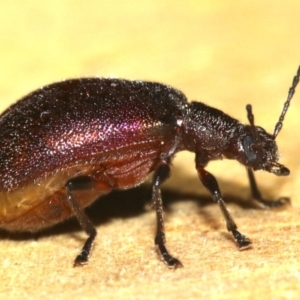 Lagriinae sp. (Subfamily) at Rosedale, NSW - 15 Mar 2019 08:48 PM