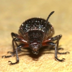 Lagriinae sp. (Subfamily) at Rosedale, NSW - 15 Mar 2019