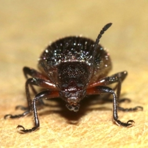 Lagriinae sp. (Subfamily) at Rosedale, NSW - 15 Mar 2019 08:48 PM