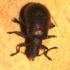 Lagriinae sp. (Subfamily) at Rosedale, NSW - 15 Mar 2019 08:48 PM