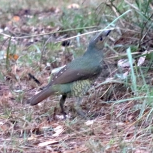 Ptilonorhynchus violaceus at ESC Rosedale Parade (Beside Beach Carpark) - 16 Mar 2019