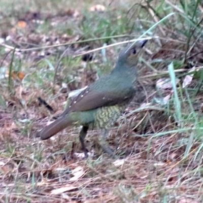 Ptilonorhynchus violaceus (Satin Bowerbird) at - 16 Mar 2019 by jbromilow50