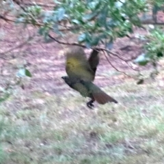 Ptilonorhynchus violaceus at ESC Rosedale Parade (Beside Beach Carpark) - 16 Mar 2019 05:28 PM