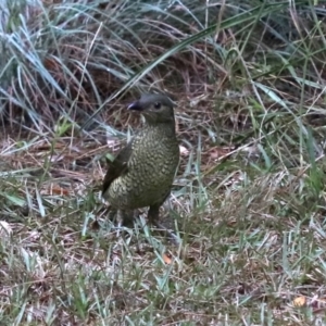 Ptilonorhynchus violaceus at ESC Rosedale Parade (Beside Beach Carpark) - 16 Mar 2019