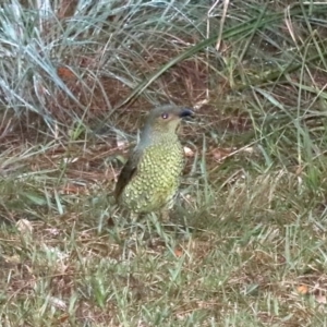 Ptilonorhynchus violaceus at ESC Rosedale Parade (Beside Beach Carpark) - 16 Mar 2019 05:28 PM