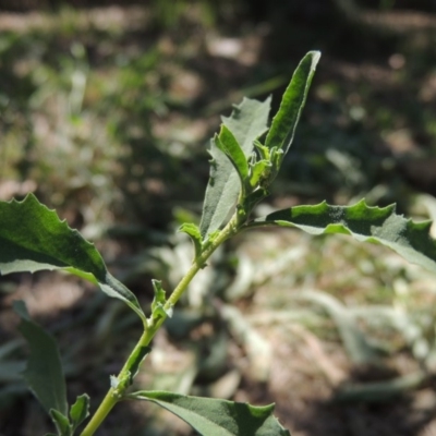 Atriplex semibaccata (Creeping Saltbush) at Pollinator-friendly garden Conder - 27 Feb 2019 by michaelb