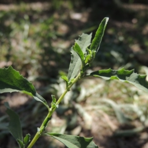 Atriplex semibaccata at Conder, ACT - 27 Feb 2019