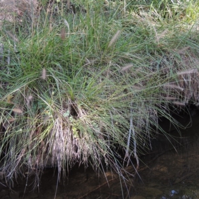 Cenchrus purpurascens (Swamp Foxtail) at Tuggeranong Hill - 27 Feb 2019 by michaelb