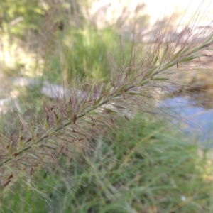 Cenchrus purpurascens at Theodore, ACT - 27 Feb 2019 05:50 PM