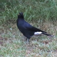 Strepera graculina (Pied Currawong) at Rosedale, NSW - 16 Mar 2019 by jb2602