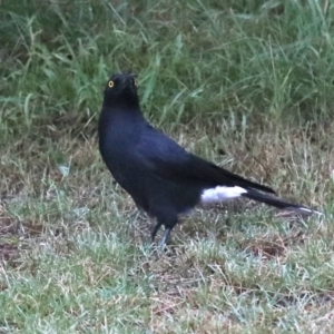 Strepera graculina at Rosedale, NSW - 16 Mar 2019