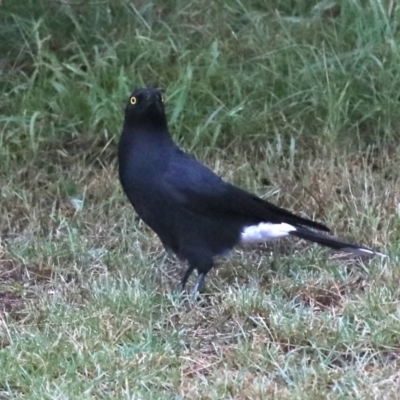 Strepera graculina (Pied Currawong) at Rosedale, NSW - 16 Mar 2019 by jbromilow50