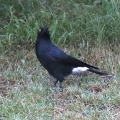 Strepera graculina (Pied Currawong) at Rosedale, NSW - 16 Mar 2019 by jbromilow50