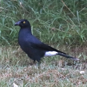 Strepera graculina at Rosedale, NSW - 16 Mar 2019