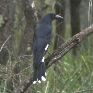 Strepera graculina at Rosedale, NSW - 16 Mar 2019