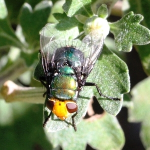 Amenia imperialis at Dignams Creek, NSW - 15 Mar 2019