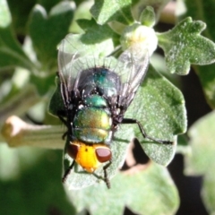 Amenia imperialis (Yellow-headed blowfly) at Dignams Creek, NSW - 15 Mar 2019 by Maggie1