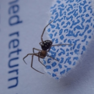 Theridiidae (family) at Spence, ACT - 19 Mar 2019 10:01 AM