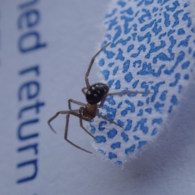 Theridiidae (family) (Comb-footed spider) at Spence, ACT - 19 Mar 2019 by Laserchemisty