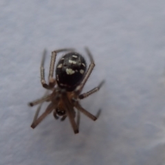 Theridiidae (family) at Spence, ACT - 19 Mar 2019