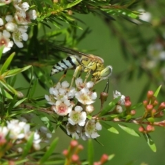 Bembix sp. (genus) (Unidentified Bembix sand wasp) at Hackett, ACT - 14 Mar 2019 by TimL