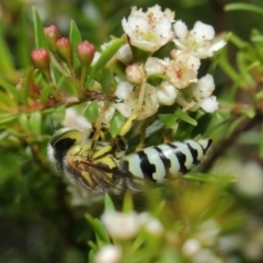 Bembix sp. (genus) at Hackett, ACT - 14 Mar 2019