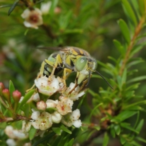 Bembix sp. (genus) at Hackett, ACT - 14 Mar 2019