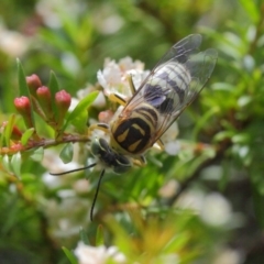 Bembix sp. (genus) at Hackett, ACT - 14 Mar 2019