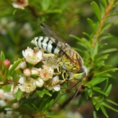 Bembix sp. (genus) at Hackett, ACT - 14 Mar 2019