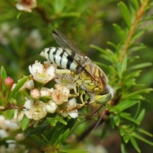 Bembix sp. (genus) at Hackett, ACT - 14 Mar 2019