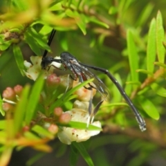 Gasteruption sp. (genus) (Gasteruptiid wasp) at Hackett, ACT - 14 Mar 2019 by TimL
