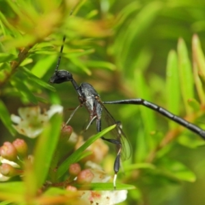 Gasteruption sp. (genus) at Hackett, ACT - 14 Mar 2019 01:32 PM