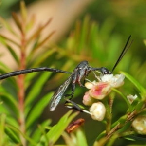 Gasteruption sp. (genus) at Hackett, ACT - 14 Mar 2019 01:32 PM