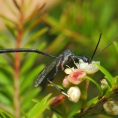 Gasteruption sp. (genus) at Hackett, ACT - 14 Mar 2019 01:32 PM