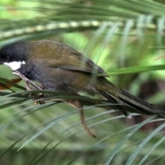 Psophodes olivaceus (Eastern Whipbird) at Rosedale, NSW - 16 Mar 2019 by jbromilow50