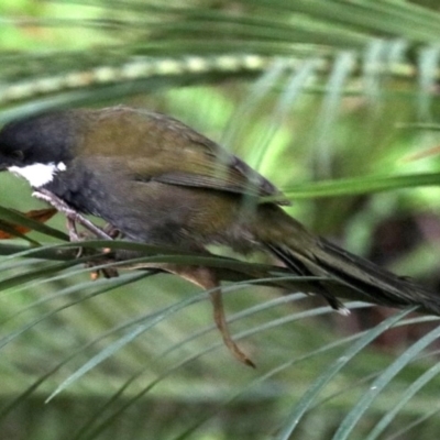 Psophodes olivaceus (Eastern Whipbird) at Rosedale, NSW - 17 Mar 2019 by jb2602