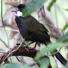 Psophodes olivaceus at Rosedale, NSW - 17 Mar 2019