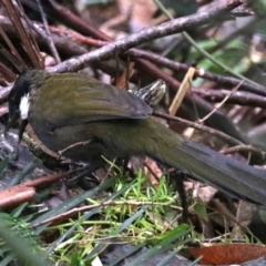 Psophodes olivaceus at Rosedale, NSW - 17 Mar 2019