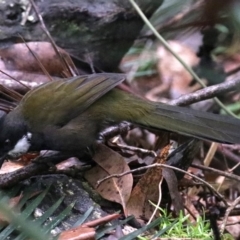 Psophodes olivaceus at Rosedale, NSW - 17 Mar 2019