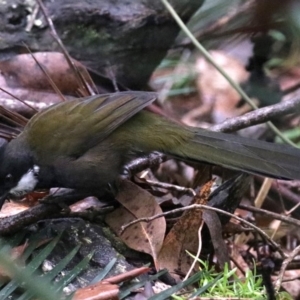 Psophodes olivaceus at Rosedale, NSW - 17 Mar 2019 09:52 AM