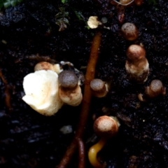 Sphaerobolus stellatus (Cannon-ball Fungus) at Kianga, NSW - 19 Mar 2019 by Teresa