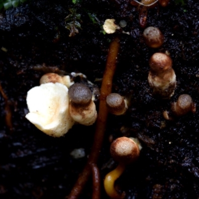 Sphaerobolus stellatus (Cannon-ball Fungus) at Bodalla State Forest - 18 Mar 2019 by Teresa
