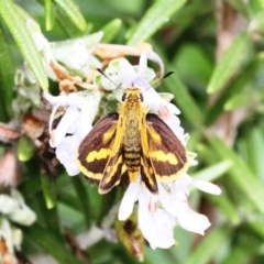 Ocybadistes flavovittata (Narrow-brand grass-dart) at Dignams Creek, NSW - 18 Mar 2019 by Maggie1