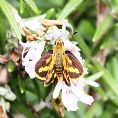 Ocybadistes flavovittata (Narrow-brand grass-dart) at Dignams Creek, NSW - 18 Mar 2019 by Maggie1