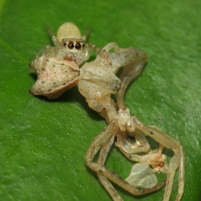 Opisthoncus grassator (Jumping spider) at ANBG - 18 Mar 2019 by TimL