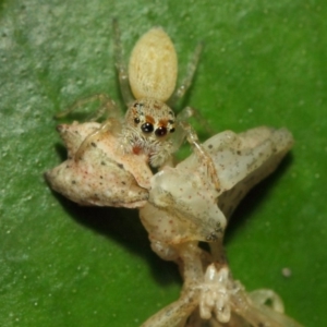 Opisthoncus grassator at Acton, ACT - 18 Mar 2019 12:04 PM